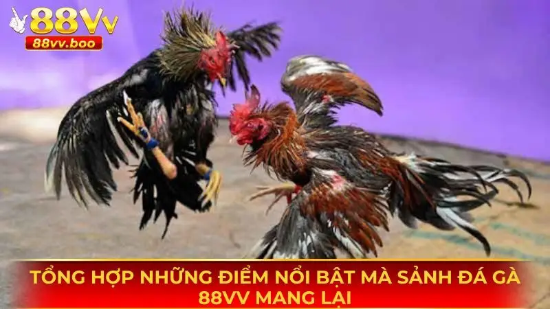 Những điểm nổi bật mà sân chơi đá gà 88vv mang lại cho thành viên