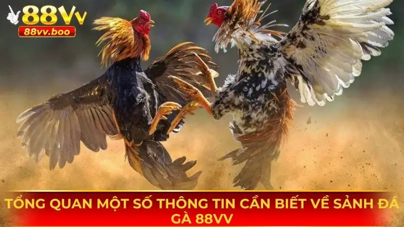 Một vài thông tin cơ bản cần nắm được về sảnh đá gà 88vv